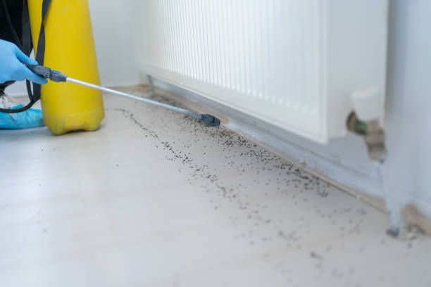 Best Rat Extermination Near Me  in Irvine, CA
