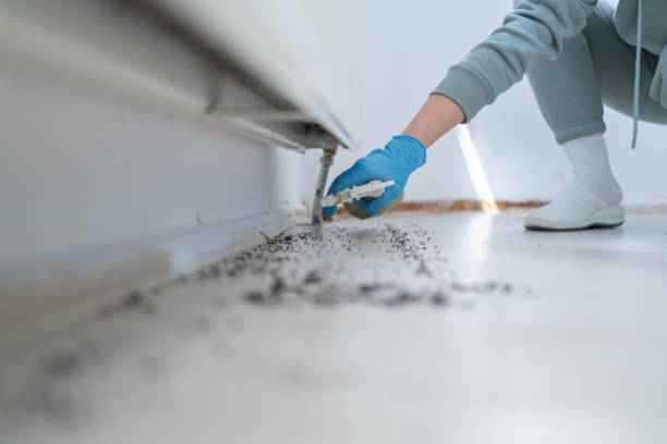 Best Mosquito Control Services  in Irvine, CA